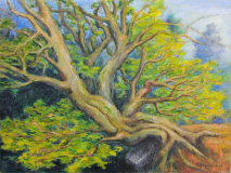 Alte Buche im Frühling, Acryl auf Leinwand, 54x74 cm