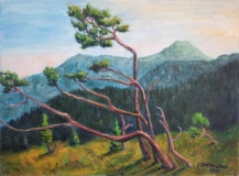 Wetterkiefern, 50x70, Acryl auf Leinwand