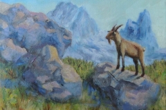 Bergziege in den Dolomiten, verk.